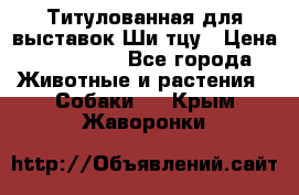 Титулованная для выставок Ши-тцу › Цена ­ 100 000 - Все города Животные и растения » Собаки   . Крым,Жаворонки